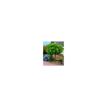 CATALPA KATALPA na pniu kulista szczepiona - sadzonki 100 / 130 cm